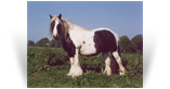 MIdget Mare